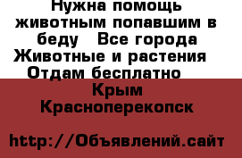 Нужна помощь животным попавшим в беду - Все города Животные и растения » Отдам бесплатно   . Крым,Красноперекопск